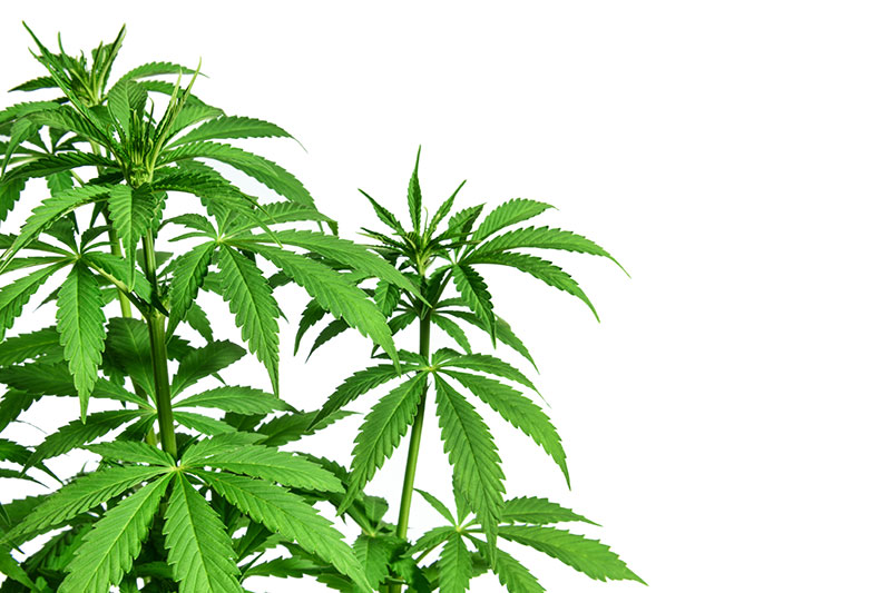 The Marijuana Plant