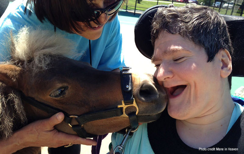 Mini Horses for Therapy and Healing