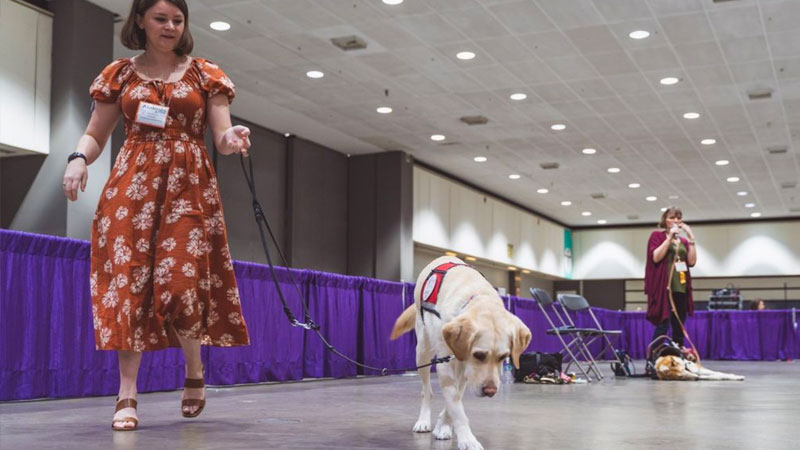 All About Service Dogs