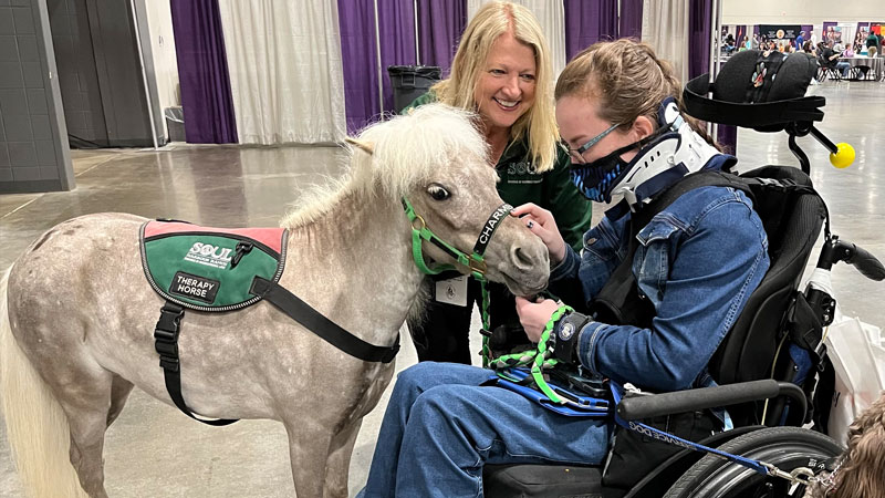 Miniature Therapy Horses