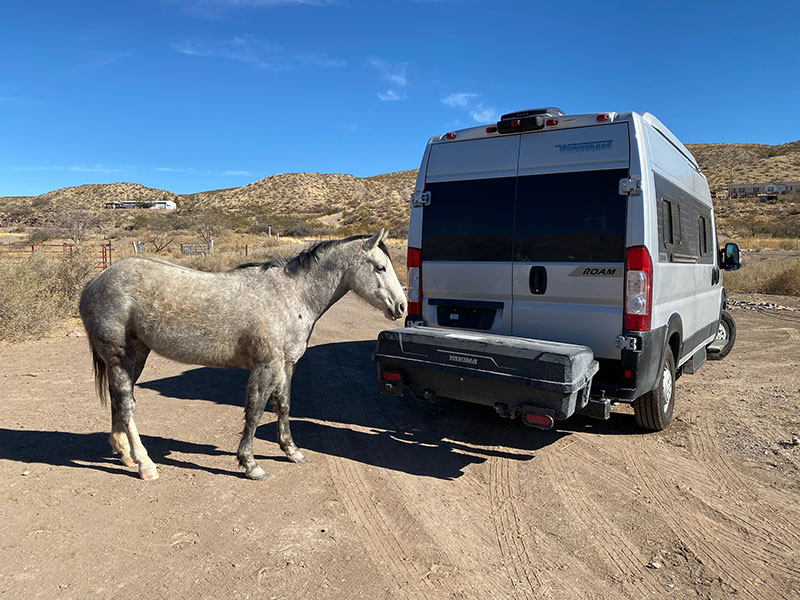 Horse hanging out with the Winnebago Roam